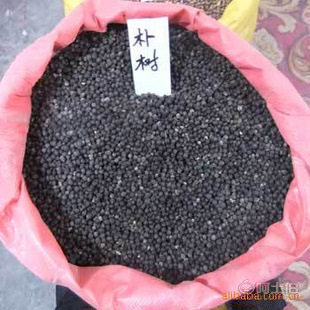 廠家直銷優質林木種子 紅豆杉、國槐、紅楓、重陽木等，保質保量